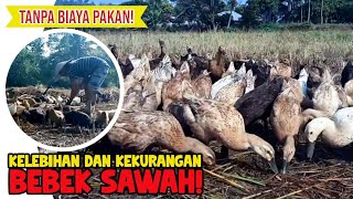 [BEBEK 🦢 SAWAH], Metode Ternak Bebek Tanpa Biaya Pakan!