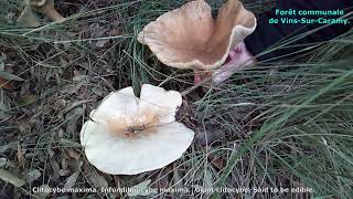 Clitocybe maxima. Champimaginatis. English Text.