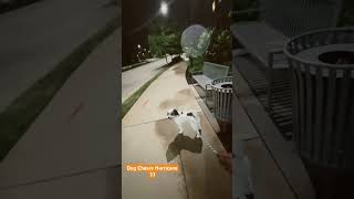 Dog Chases Hurricane #viral#hurricane #pets#fypシ #fyp #story