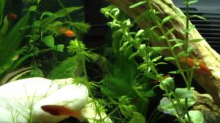 Swordtail changing