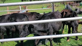 Selling some cattle and a farm announcement at Thornapple Creek Farm