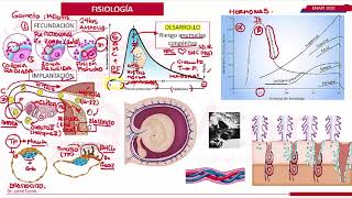 FISIOLOGÍA DE EMBARAZO- OBSTETRICIA