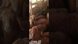 Живая музыка#shorts#shortvideo  #кочкор #койбазар#sheep#short