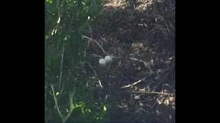 Turtle dove nest and the guardian of it.