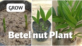 Grow Betel nut Plant l Areca palm Seed Germination