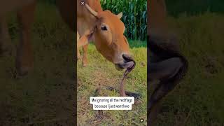 Cow Falls In Love With Snake