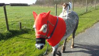 Dog riding a horse.