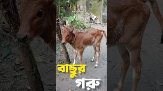 বাছুর গরু। গরুর বাছুর। দেশি বাছুর। বাছুর গরু পালন। #shorts