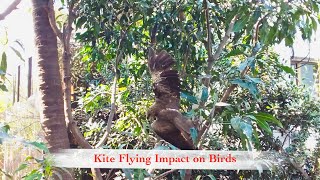 Kite flying Impact | Bird Rescue