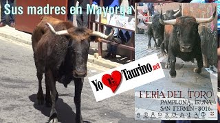 Mayorga las Madres de los toros del encierro de San Fermin 2016