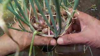 review of harvesting shallots in plastic cups