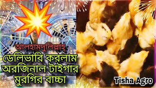 আলহামদুলিল্লাহ নিজে গিয়েই ডেলিভারি করলাম অরজিনাল টাইগার মুরগির বাচ্চা 💥 / শখের টাইগার মুরগির খামার