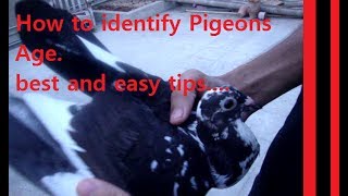 How to identify Pigeons Age || kabootar ki umer kaisey pata chalti hai...