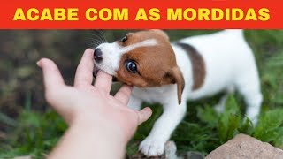 Como Fazer o Cachorro PARAR DE MORDER com 5 MELHORES Técnicas de ADESTRAMENTO