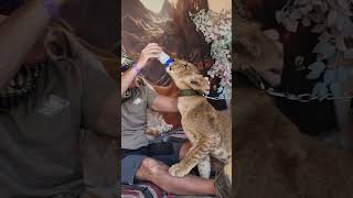 Lion cub feeding time #animals