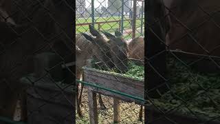 Red Deer  Animal on The Zoo