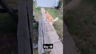 Day 18 until my dog gets 1k subscribers