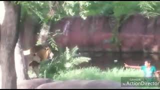 Man Got Crazy And Enter in lion Cage in zoo