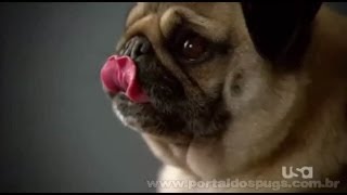 Westminster 2011 - Pedigree - Comercial de TV - Propaganda com Pug