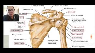 Anatomia e fisiologia - Sistema Esquelético parte 2