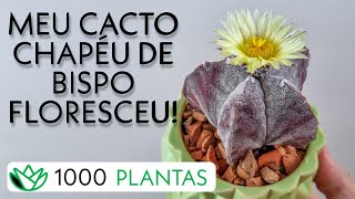 Astrophytum myriostigma - Cacto Chapéu de Bispo - 21 de 1000 plantas - como cultivar