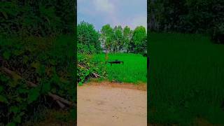 #drone #shorts #video #viral #farmar #agriculture