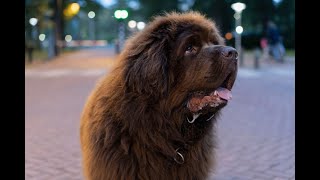 Vox | Bobbie, Guus en Vosse lopen dagelijks over de campus