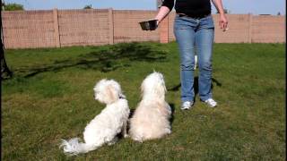 Dancing Havanese and Bichons