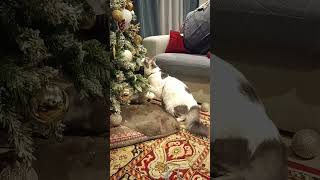 Nino the Cat 🐈 Vs 🎄 Christmas tree 🎄