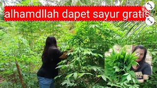 TKW malaysia petik sayur gratis daun singkong di tenggah hutan