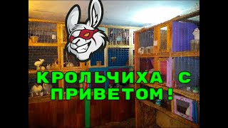 КРОЛЬЧИХА С ПРИВЕТОМ, ПЕРЕПЁЛКИ С СЮРПРИЗОМ И ЗАСТЕНЧИВАЯ ЗЕМЛЕРОЙКА.