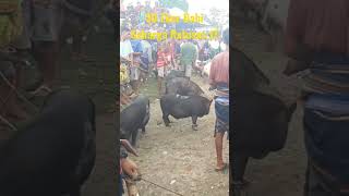 30 Ekor Babi untuk Pemak@man di Sumba Barat Daya-NTT