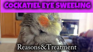 Cockatiel Eye Infection || Reasons & Treatment || @aanch News Alerts