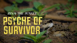 #zen and the #jungle Psyche of #survivor #learnings from #Lapwing Chick  #nature #wildlife #india