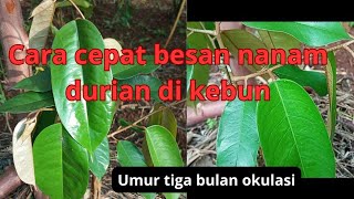 cara perawatan agar subur cepat besar durian di kebun