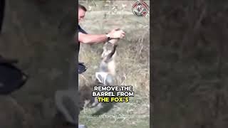 Heartfelt Rescue of a Fox with Its Head Stuck in a Roadside Bucket