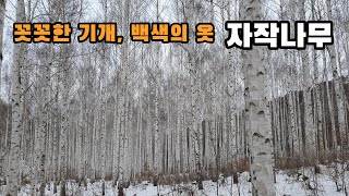 꼿꼿한 기개, 백색의 옷을 - 자작나무의 비밀