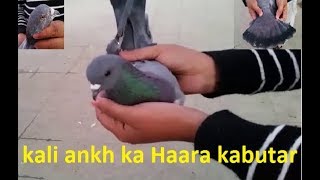 Kabli Pigeons 2 Nayab Naslein....kali ankh ka haara kabootar