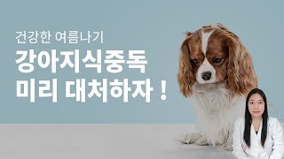 건강한 여름을 나고 싶다면? 강아지식중독 미리 대처해요!