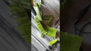 #10 VERY SATISFYING RELAXING ALOE VERA CUTTING #SHORT