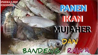 Di belakang rumah ,panen ikan MUJAHER dan bandeng rawa .