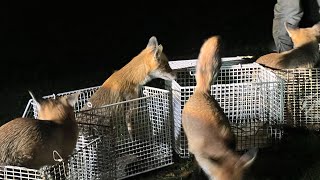 Rehabbed deer & fox release - Oct2022