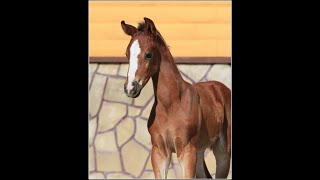 Sagrada Heinrich filly *2021 by Sir Heinrich - General xx