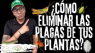 ¿Cómo Eliminar las Plagas de tus Plantas y Árboles?