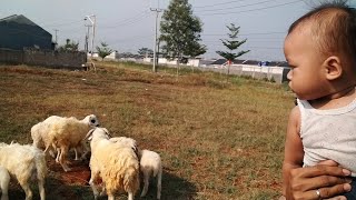 Masyaallah, Chakra Lihat banyak Kambing di lapang🐑🐏