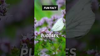 Fun Fact: 🦋🩸 I Can't Believe This! #shorts #facts #viral #nature #butterfly