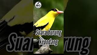 Burung kepodang