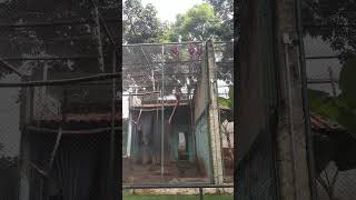 Arara Vermelha - Zoológico Municipal de Piracicaba - Paraíso da Criança. (Mar/2023)