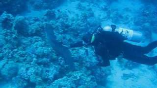 Moray Eel Red Sea