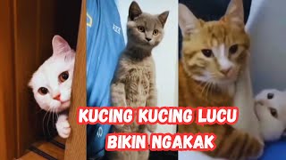 VIDEO LUCU # KUCING KUCING LUCU